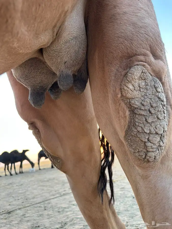 لقحه حمراء مجهيم مننتج ولدها قريب 3