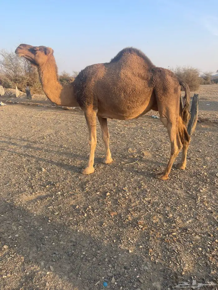 ناقه حمراء لقحه 6