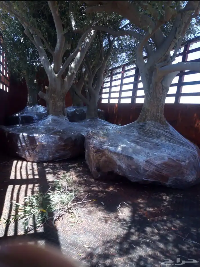 توريد وزراعة اشجار زيتون شجر زيتون 34