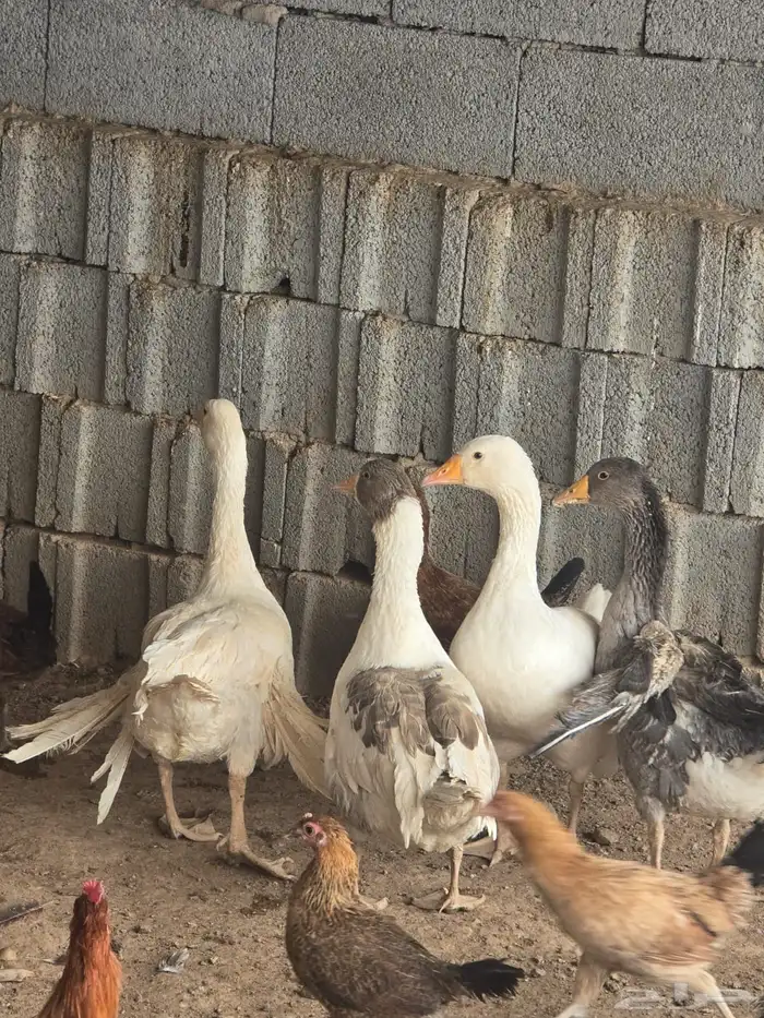 أربع حبات وز بلدي 4