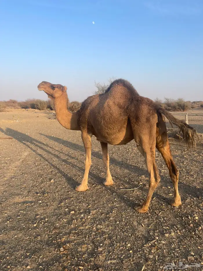 ناقه حمراء لقحه 3