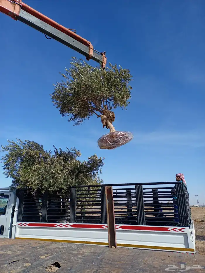 توريد وزراعة اشجار زيتون شجر زيتون 69