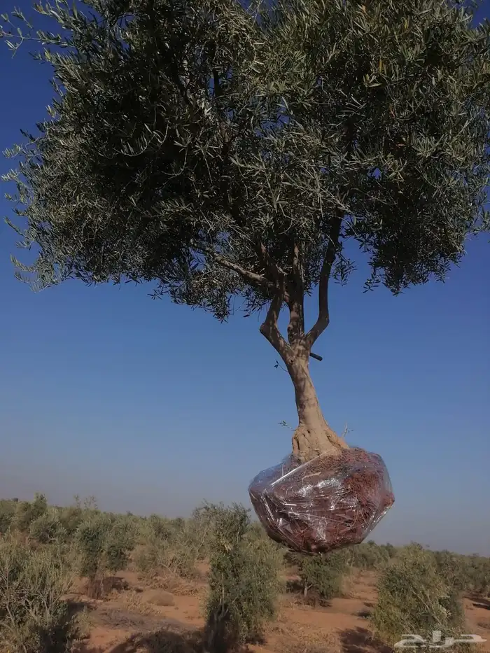 توريد وزراعة اشجار زيتون شجر زيتون 71