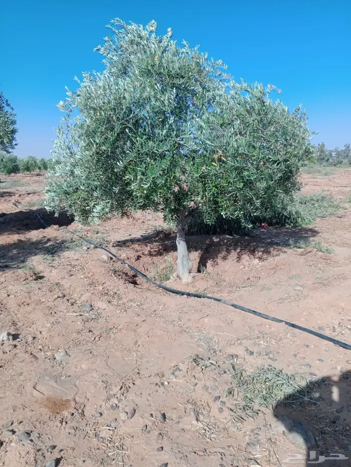 توريد وزراعة اشجار زيتون شجر زيتون 77