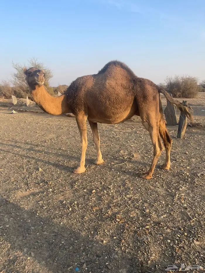 ناقه حمراء لقحه 7