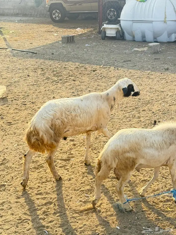 كبش بلدي 2