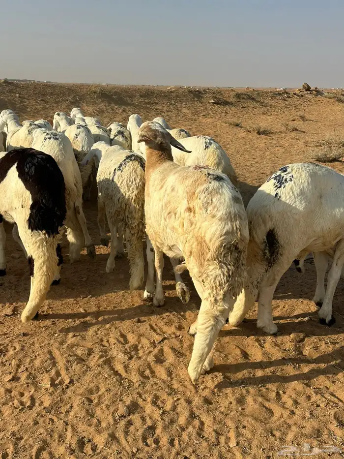 للبيع طليان سواكن 3