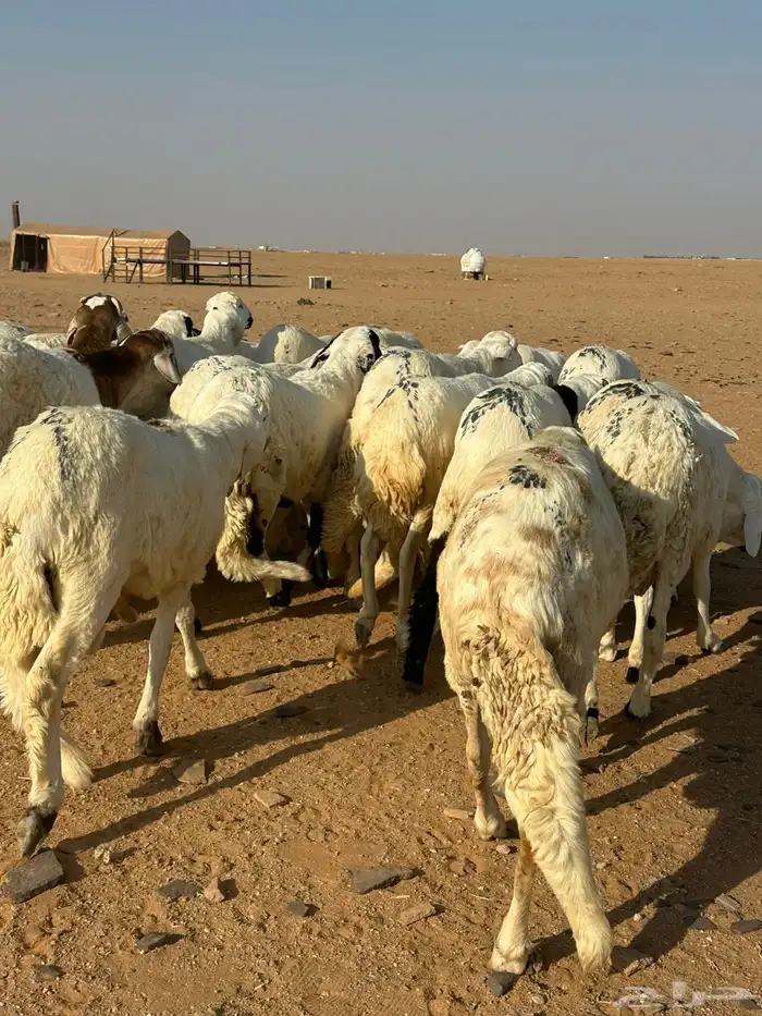 للبيع طليان سواكن 2