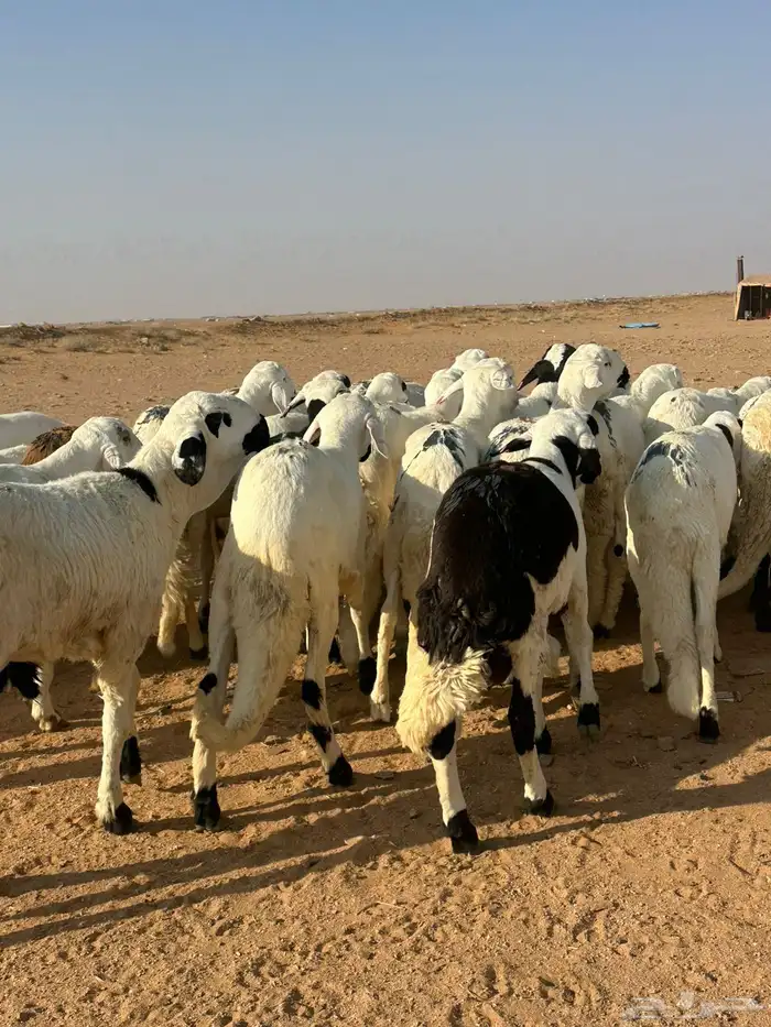 للبيع طليان سواكن 1