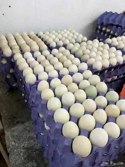 بيض بط بكيني index