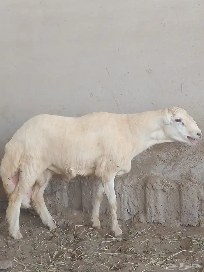 فحل ضان بلدي مد وجبر ومشروط في الظراب 1