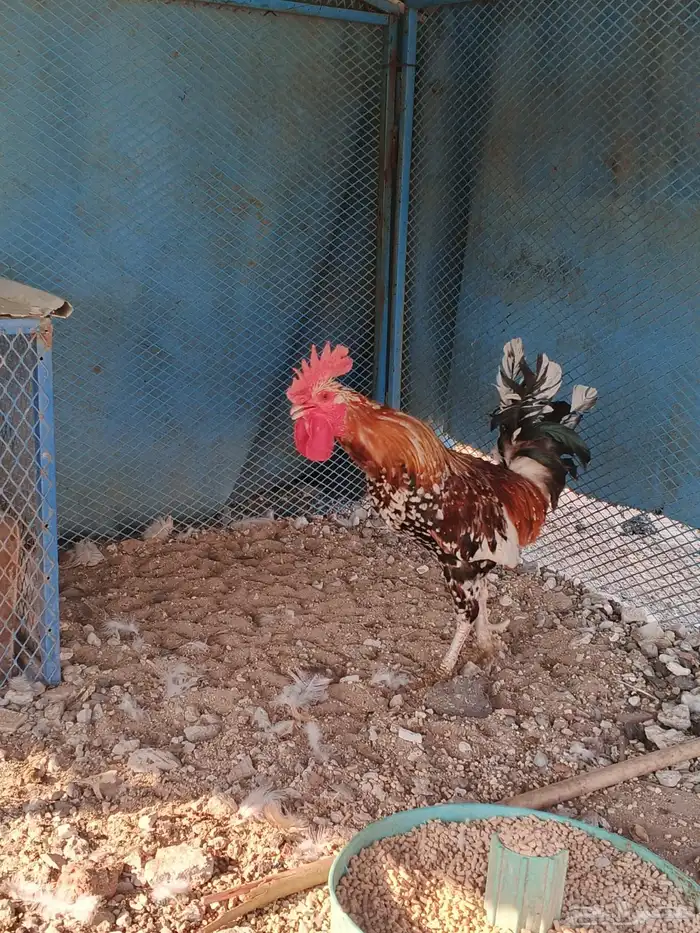 ديك ماكنتوش للبيع 0