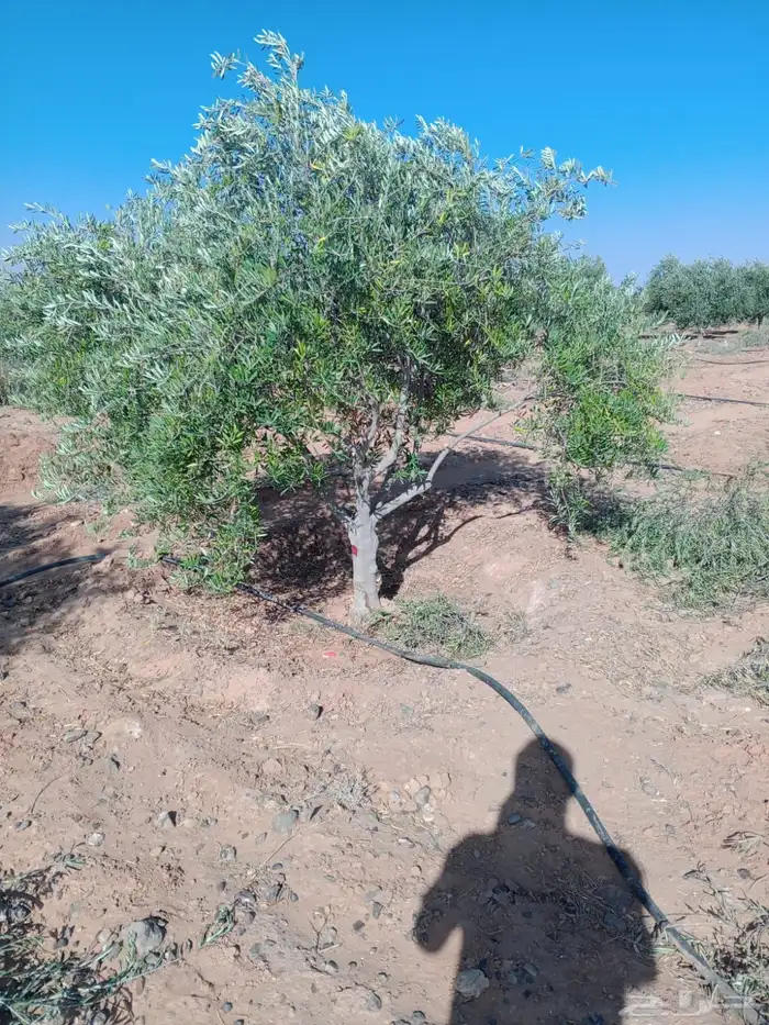 توريد وزراعة اشجار زيتون شجر زيتون 76