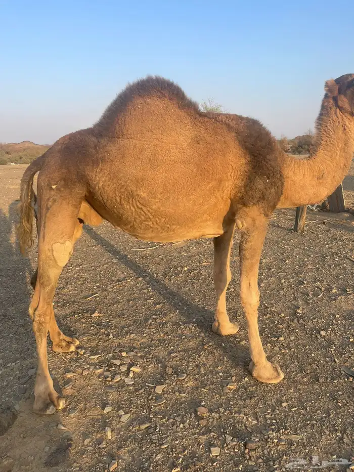 ناقه حمراء لقحه 4