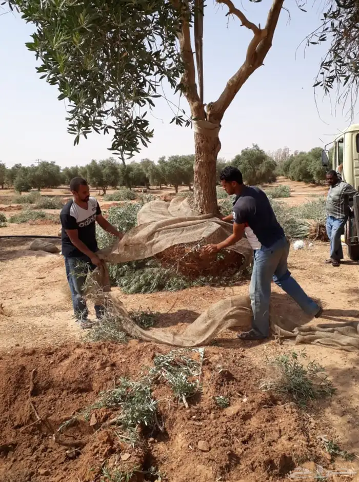 توريد وزراعة اشجار زيتون شجر زيتون 10