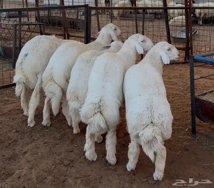 جذعان حريات 3