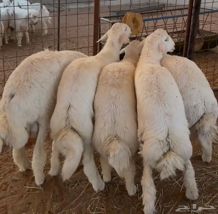 جذعان حريات 2