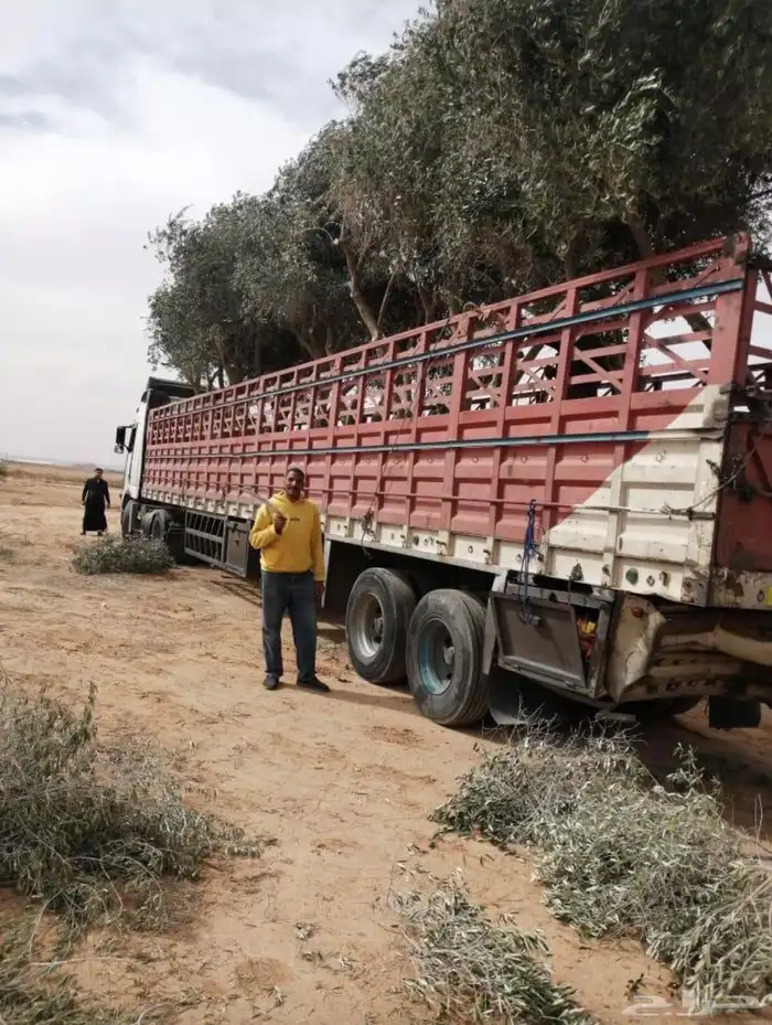توريد وزراعة اشجار زيتون شجر زيتون 38