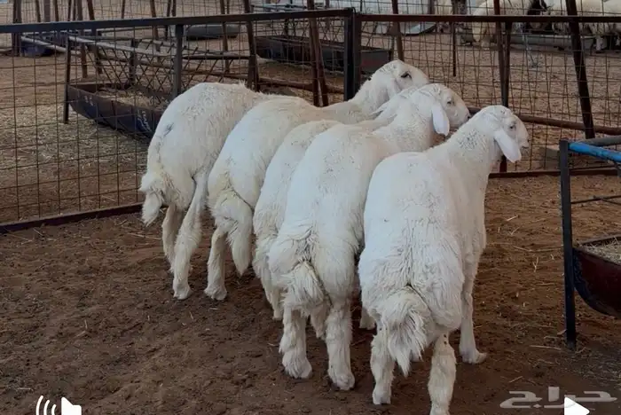 جذعان حريات 0