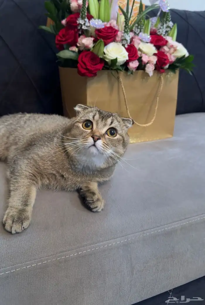 سكوتش تربل فولد 0