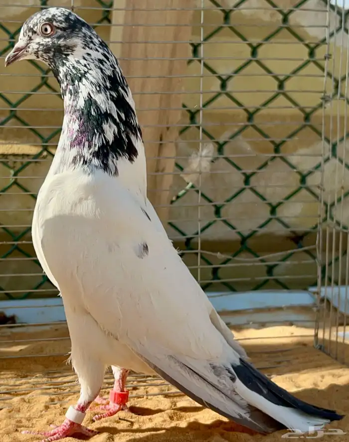 للبيع اجواز حمام بكستاني تيدي نوادر 0