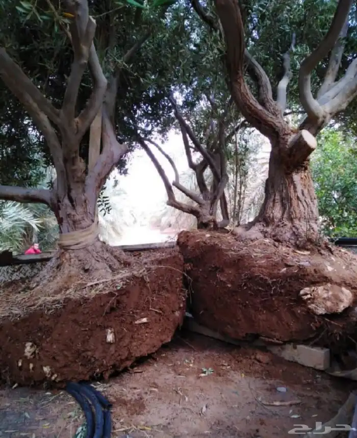 توريد وزراعة اشجار زيتون شجر زيتون 37