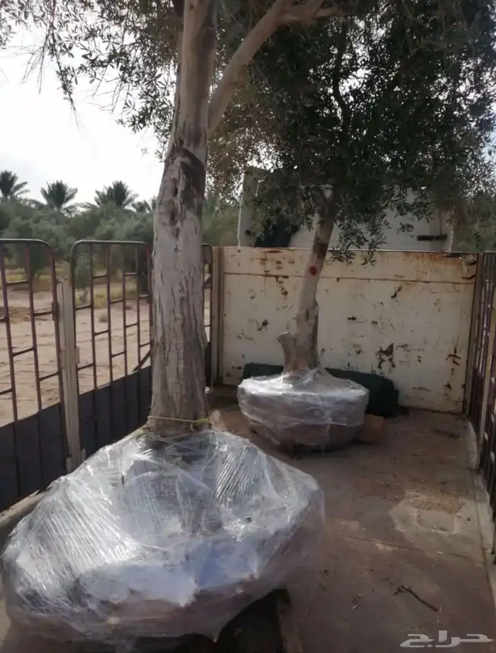 توريد وزراعة اشجار زيتون شجر زيتون 33