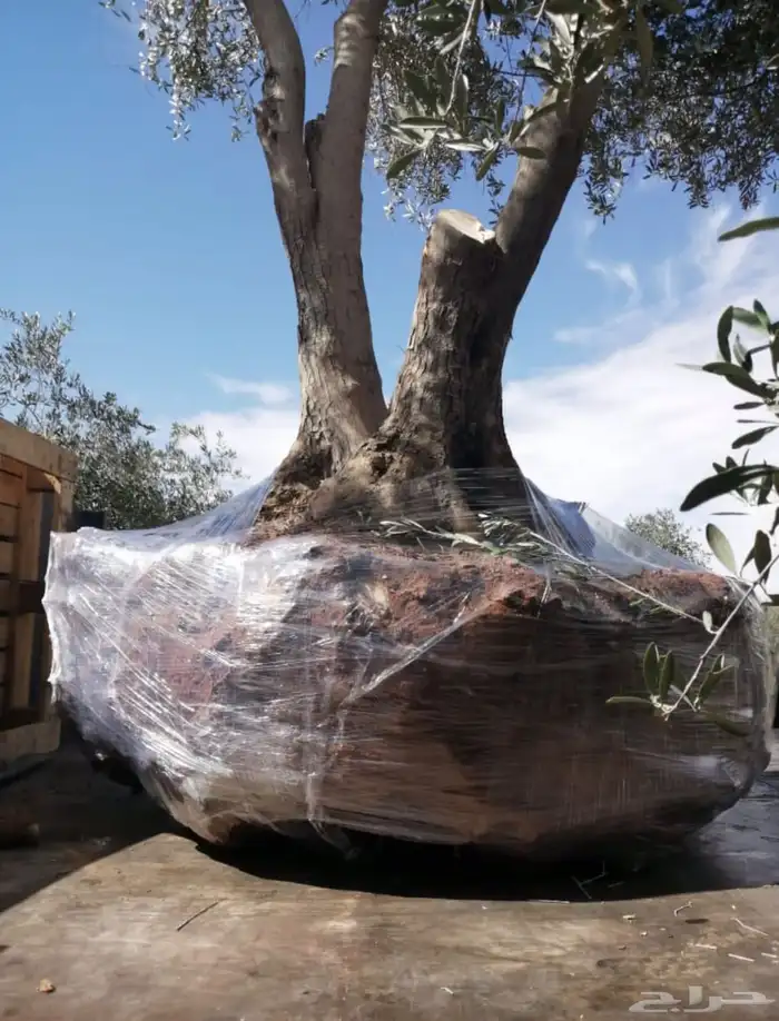 توريد وزراعة اشجار زيتون شجر زيتون 39