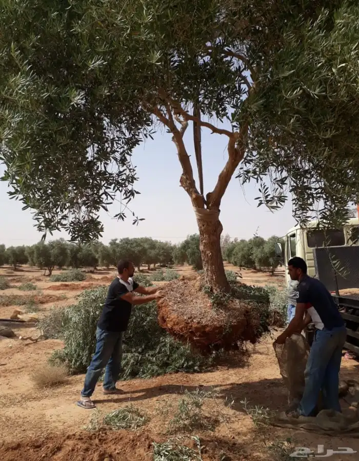 توريد وزراعة اشجار زيتون شجر زيتون 11