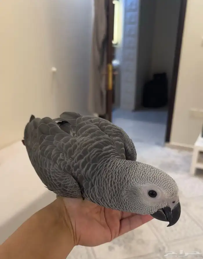 ببغاء كاسكو مفقود 0