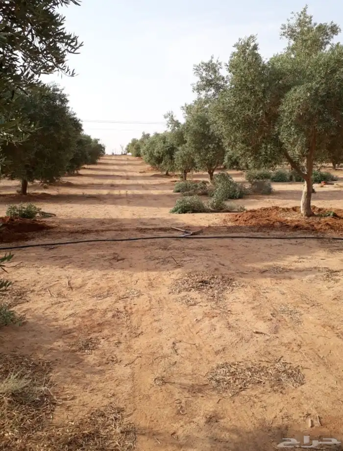 توريد وزراعة اشجار زيتون شجر زيتون 9