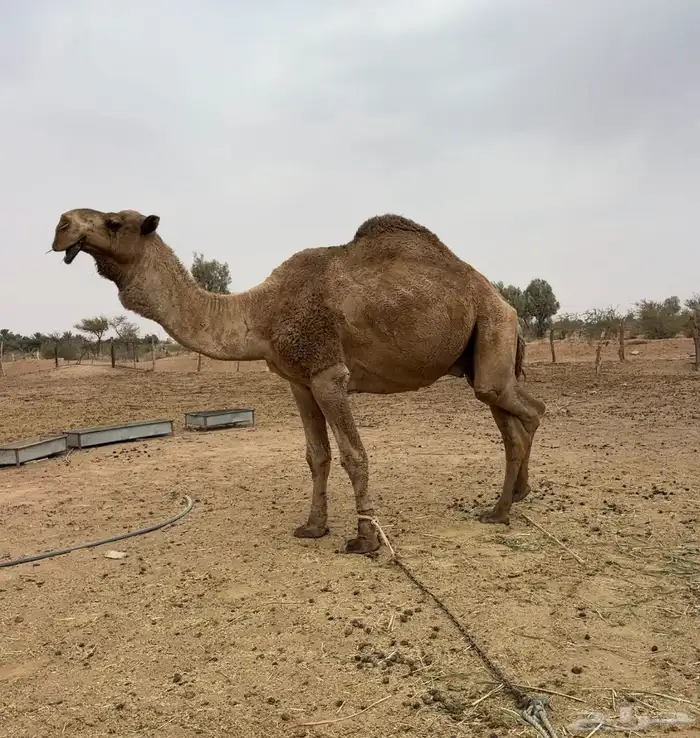 جمل اشعل طيب 5