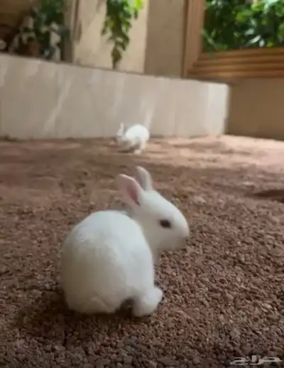 للبيع أرانب فرنسيه index