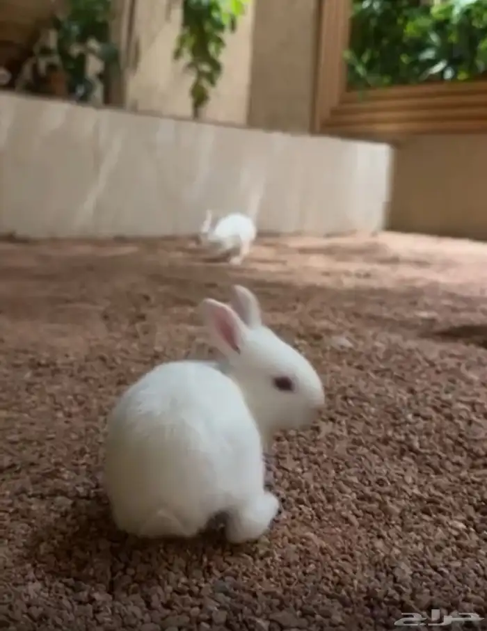 للبيع أرانب فرنسيه 2