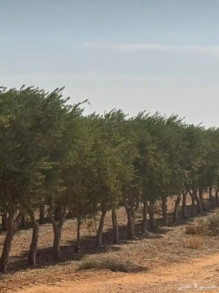 توريد وزراعة اشجار زيتون شجر زيتون 84