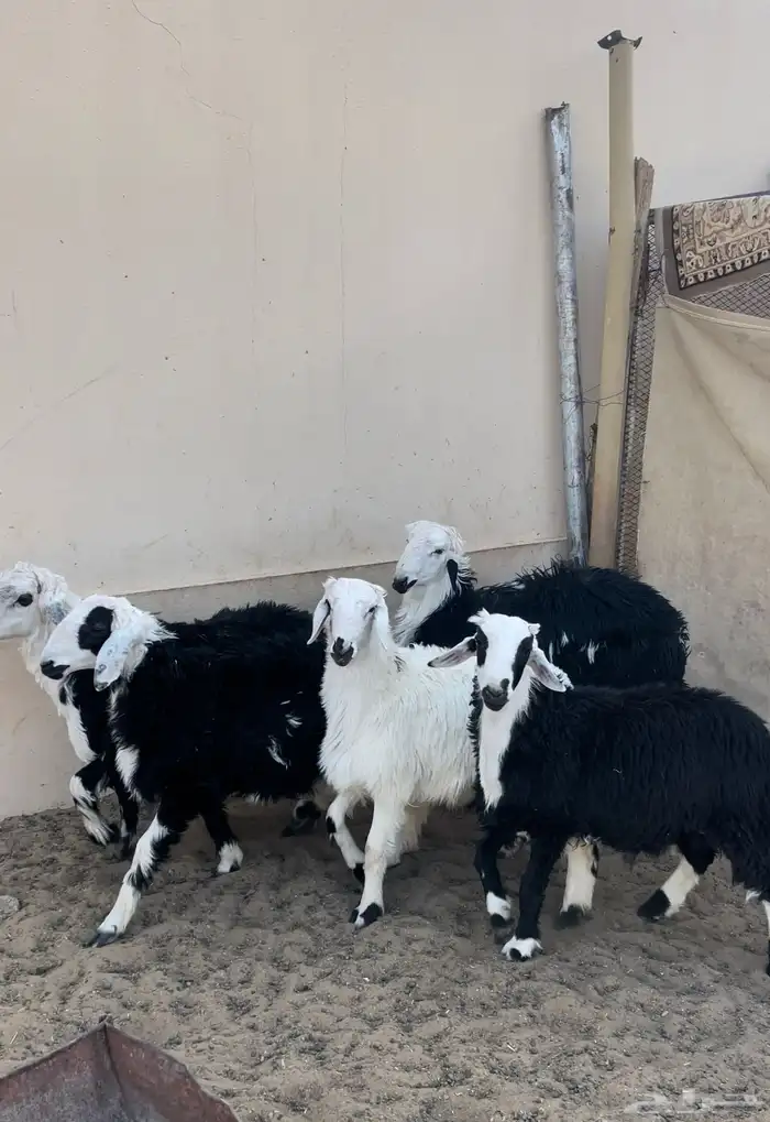 طليان نجد للبيع 1