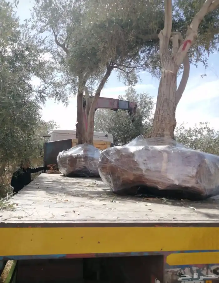 توريد وزراعة اشجار زيتون شجر زيتون 36