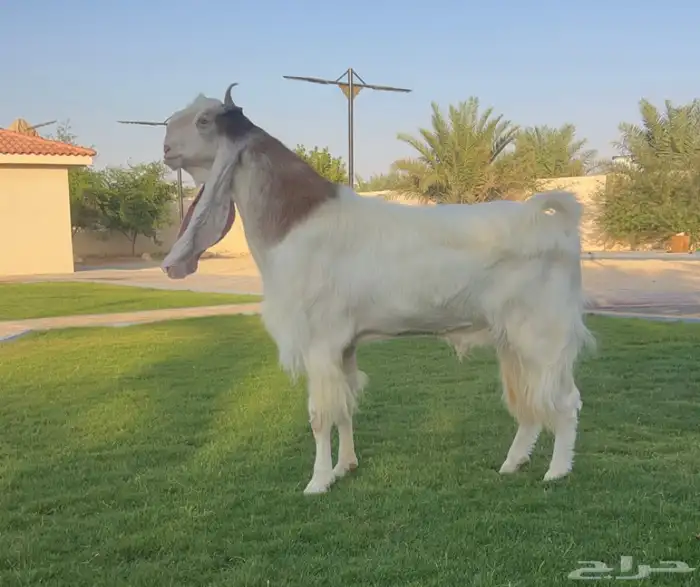 فحل مطور نادر 5