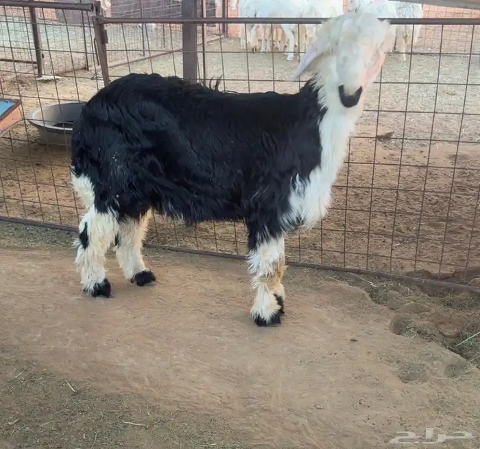 طلحي نجدي العمر اربع شهور 3