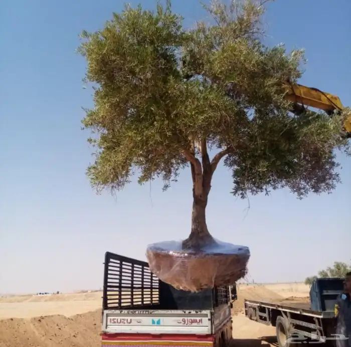 توريد وزراعة اشجار زيتون شجر زيتون 52