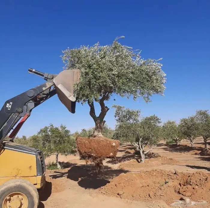 توريد وزراعة اشجار زيتون شجر زيتون 61