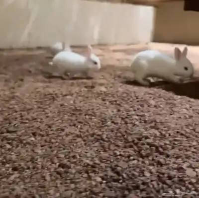 للبيع أرانب فرنسيه index