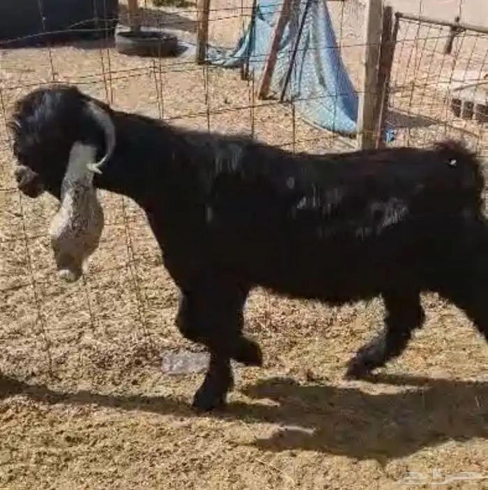 للبيع تيس فحل عارضي صنف 1