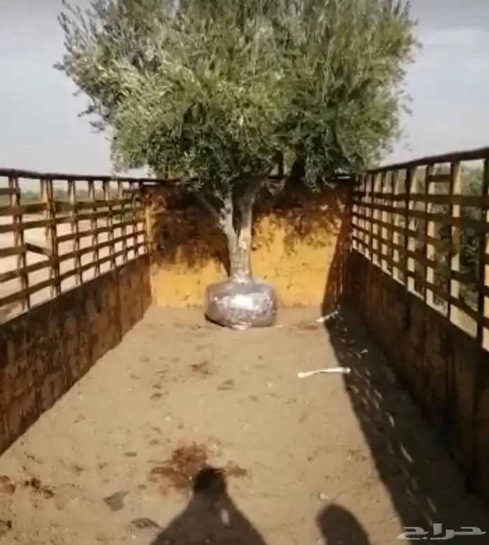 توريد وزراعة اشجار زيتون شجر زيتون 26