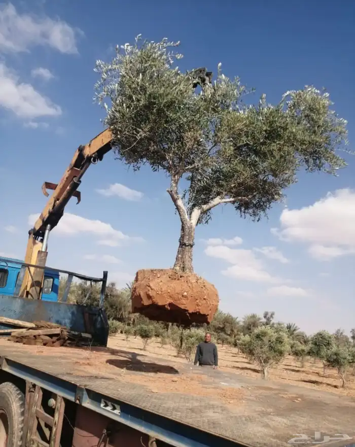 توريد وزراعة اشجار زيتون شجر زيتون 19