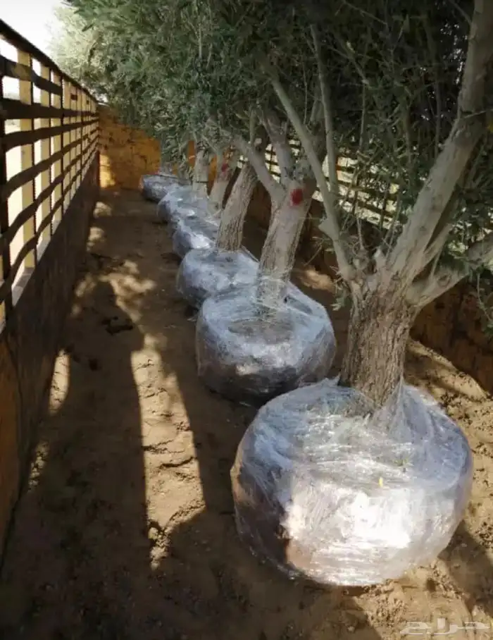 توريد وزراعة اشجار زيتون شجر زيتون 29