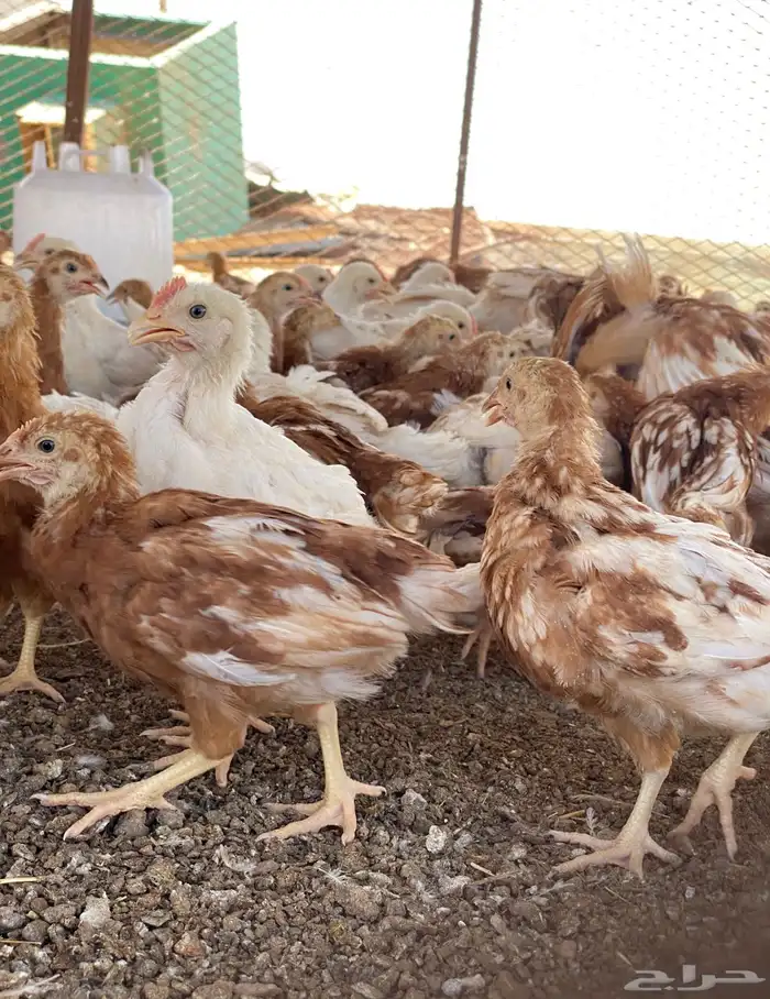 لوهمان براون الماني بيور دم صافي مستورد 4