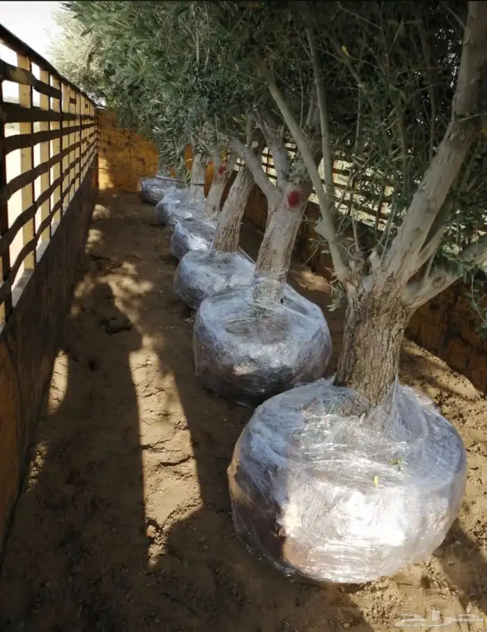 توريد وزراعة اشجار زيتون شجر زيتون 25