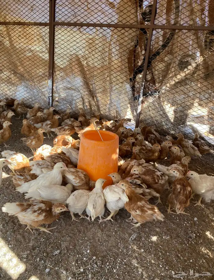 لوهمان براون الماني بيور دم صافي مستورد 1