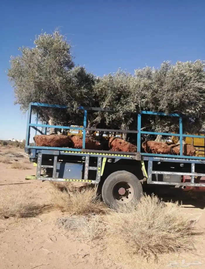 توريد وزراعة اشجار زيتون شجر زيتون 20